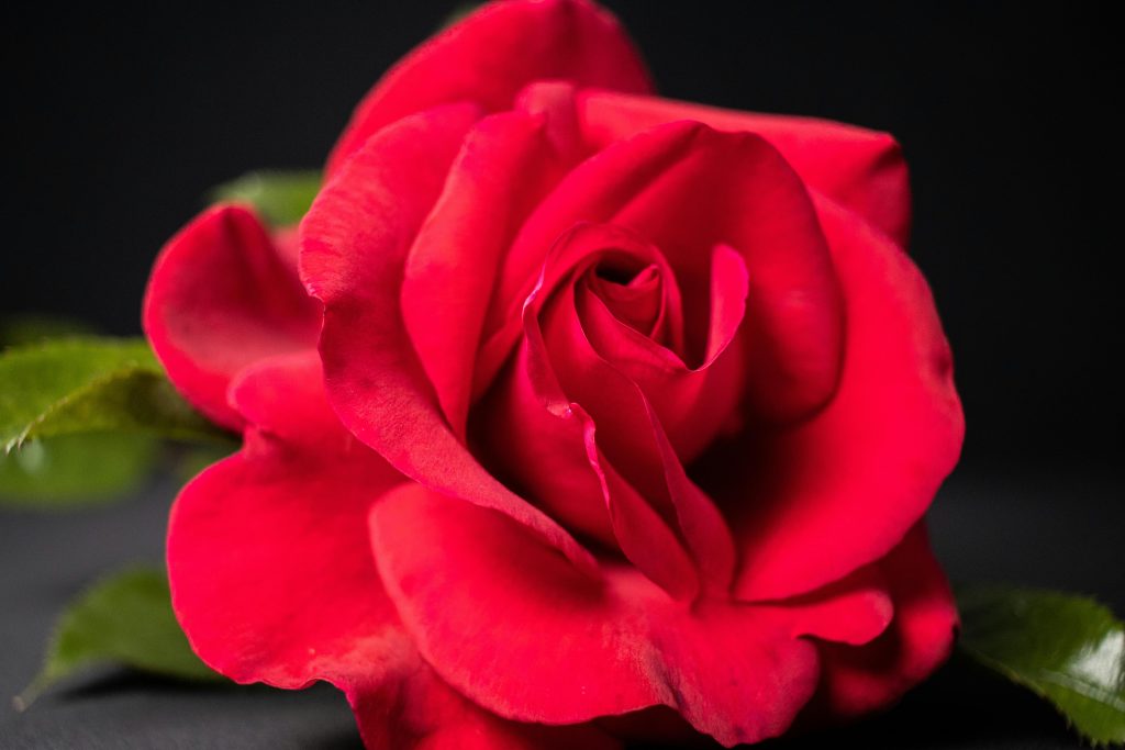 pexels-photo-32519086-32519086 red rose 2