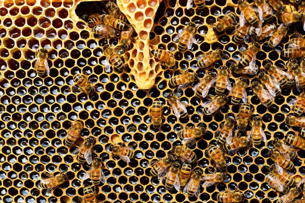 top-view-of-bees-putting-honey-56876 Detailed view of honey bees on a vibrant honeycomb filled with honey in a beehive.